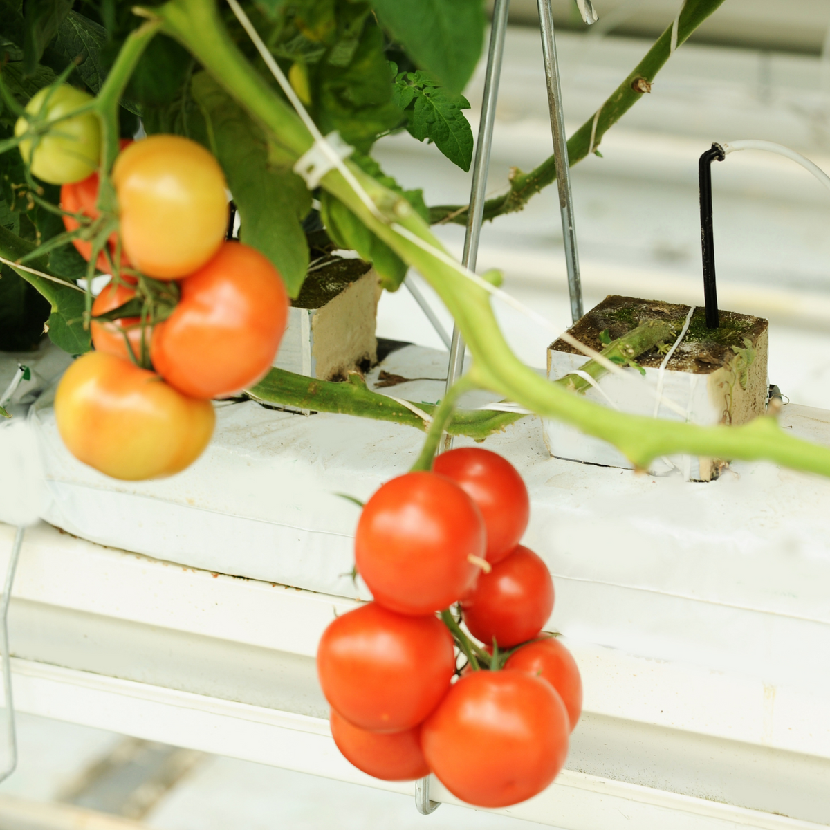 Hydroponic system with plants growing in nutrient-rich solution